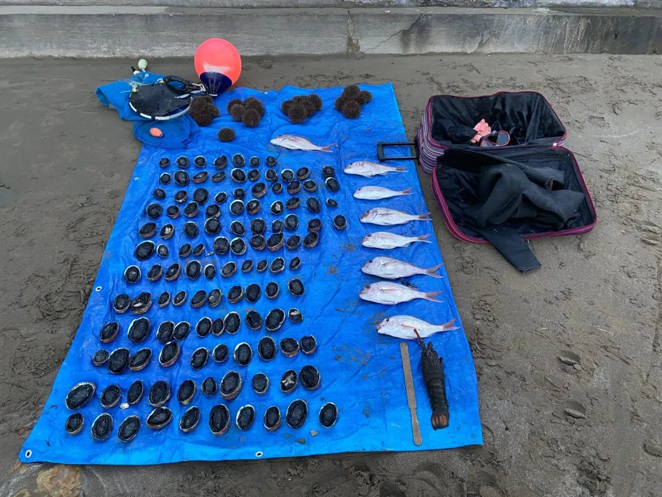 Fishery Officers catch fishers with large haul of kahawai, undersize snapper, pāua, rock lobster photo