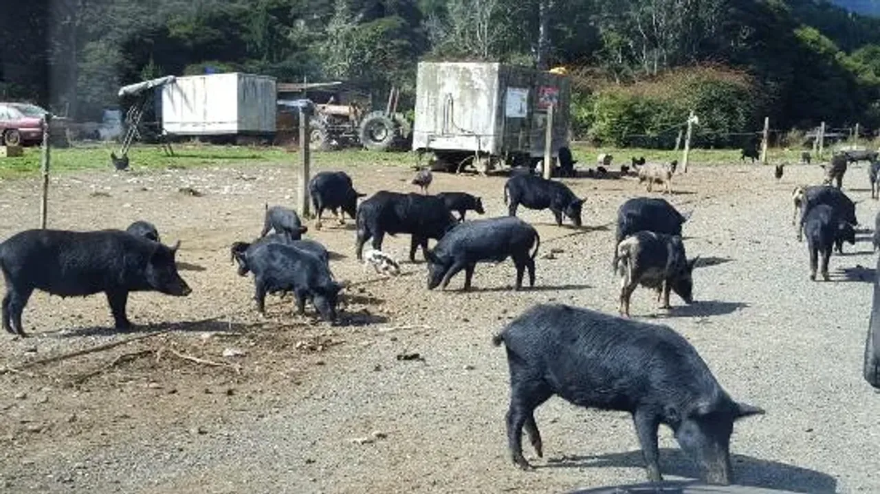 Pet Pigs On Route To New Refuge in Wellington photo
