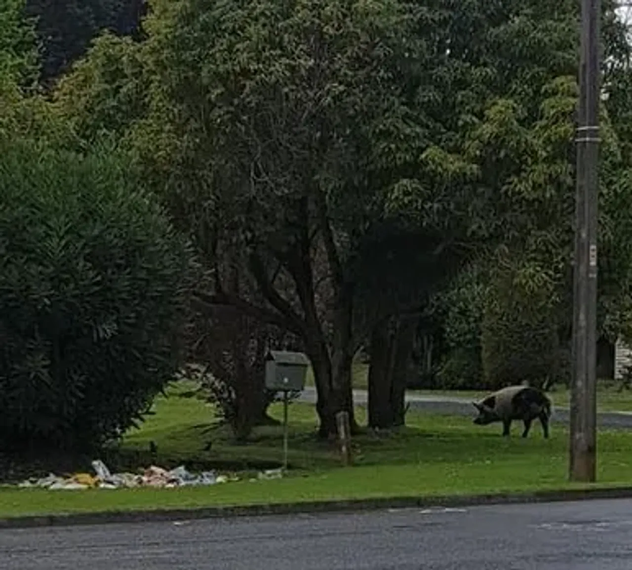 PORK ON THE RUN photo