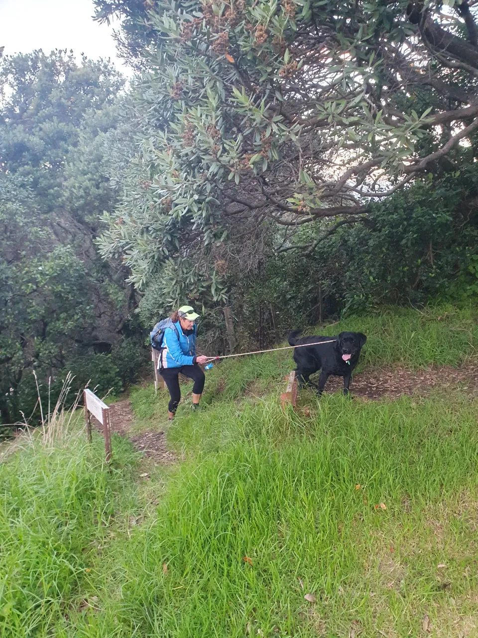 Dog Rescued After Spending the Day on a Cliff Face photo