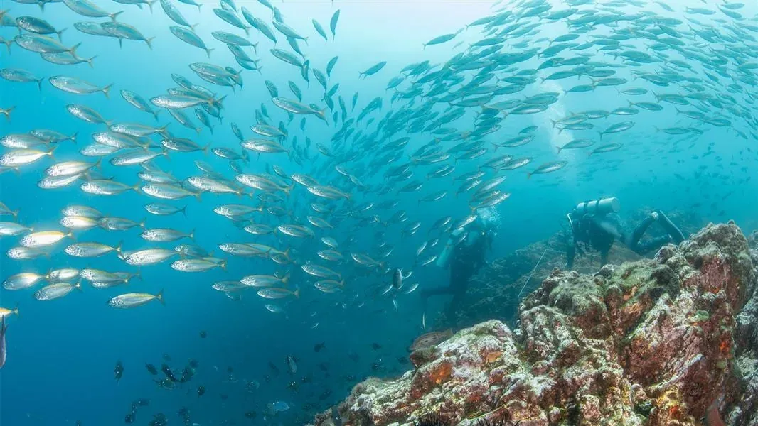 A school of fish swimming above a rocky reef