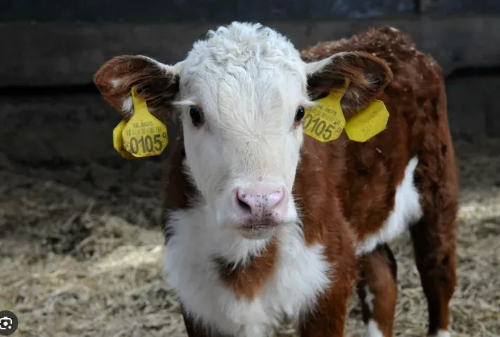 Farmers Advised to Prepare for El Nino Season photo