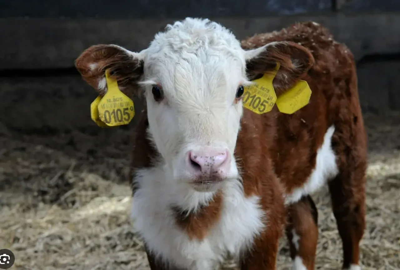 Farmers Advised to Prepare for El Nino Season photo
