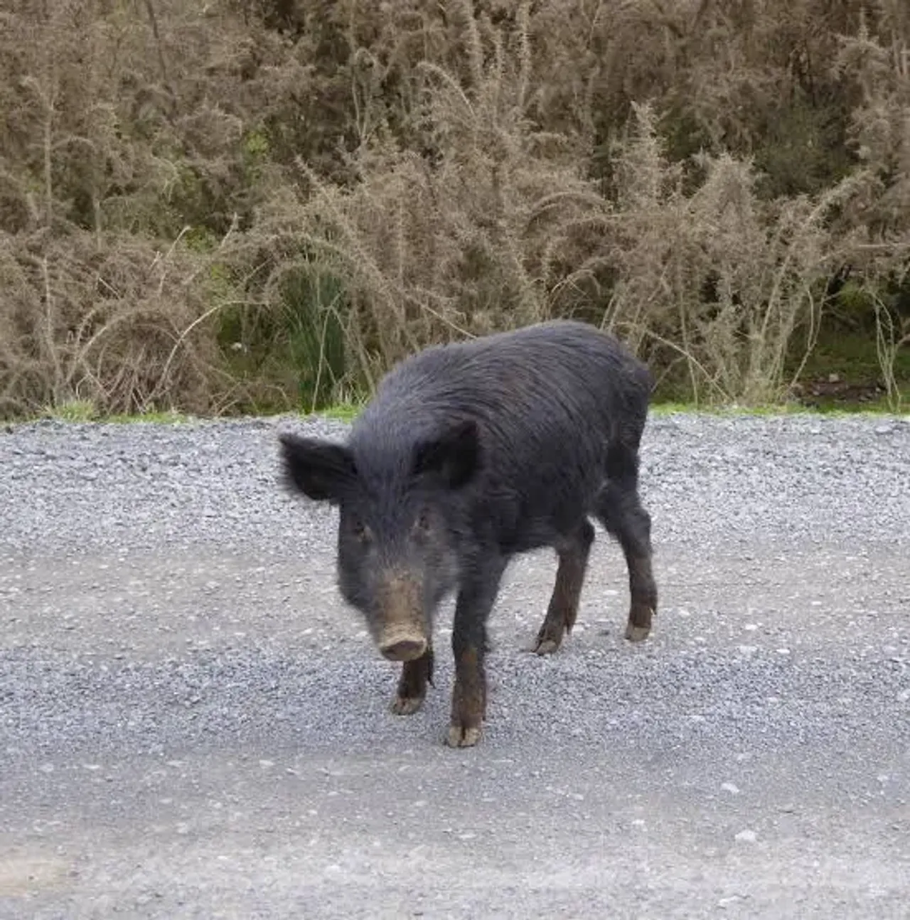 Pet Pigs Off To New Home – Update 22/12/2024 photo